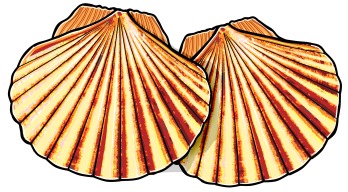 cunchas(scallop)